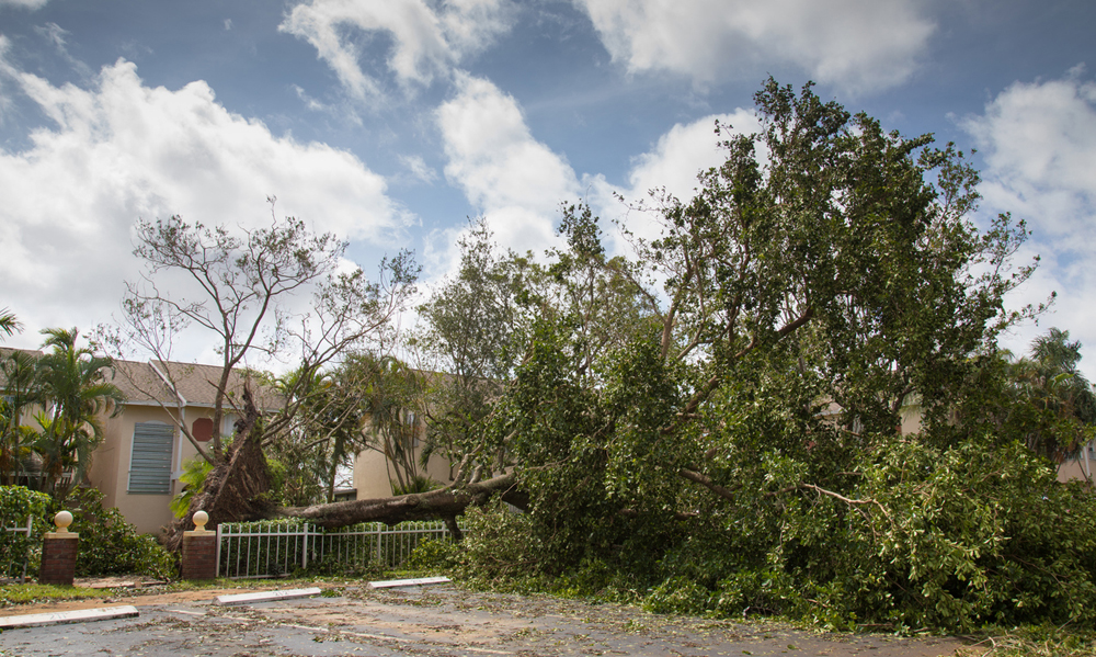 Emergency Response - California Arborist