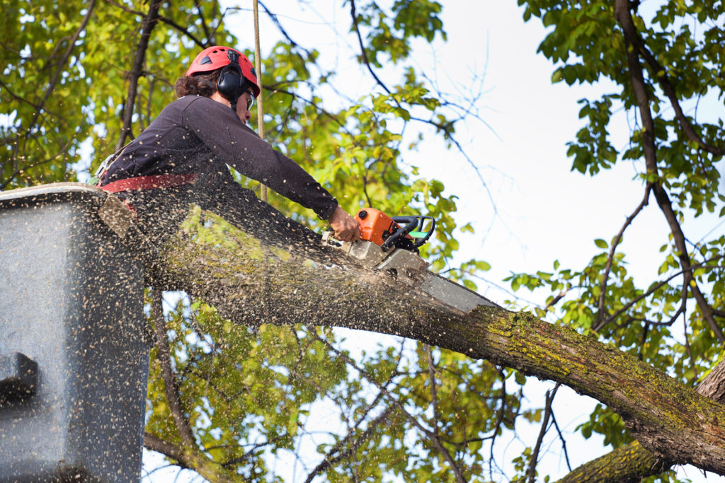 California Arborist California Arborist